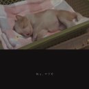 마리모 이미지