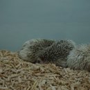 와우펫앤쥬 부산점 이미지