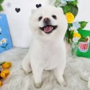 논산애견미용학원 이미지
