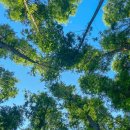 숲속향기 이미지