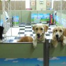 행복한 멍이세상 이미지