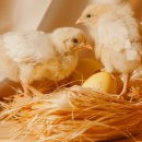 바람과 별 이미지