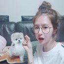 소문난 강아지 이미지