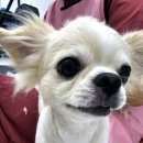 주주펫 살롱 이미지