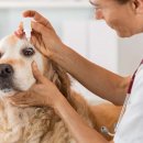 목감시티동물병원 이미지