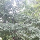 신나무실육교 이미지