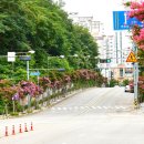 배롱나무 특화거리 이미지