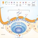 Re: Gut-associated lymphoid tissue: a microbiota-driven hub of B cell immun 이미지
