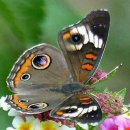 이른봄의 서정 이미지