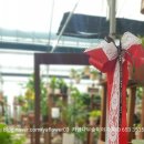 가행나무 이미지