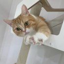 사단법인함께하는우리마음 | [후기] 광주_사단법인 꿈꾸는 고냥이 봉사 후기 (내옹 냐옹~😻)
