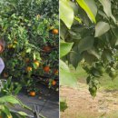 김미순농장 이미지