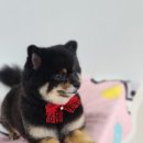 더펫샵 이미지