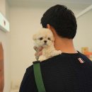천안 강아지분양 고양이분양 파라다이스펫본점 네이버블로그