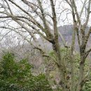 동백산방 | 진도 동백꽃 예쁜 2, 운림산방 동백꽃숲으로 가요