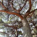 상양관광농원 이미지