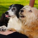 댕댕클라스 이미지