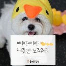 올바른 참견 | 삐약삐약 계란판 노즈워크 올바른참견 안산애견유치원🐣