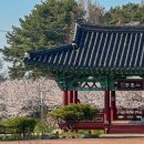 구림중 | 2026 영암 왕인문화 벚꽃 축제 다녀온 후기 일정 주차 꿀팁