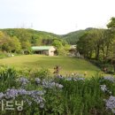 중앙사슴목장 이미지