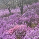 (주)크라이치즈버거