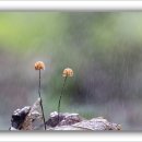 애기낙엽버섯(Marasmius siccus) - 3 이미지