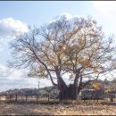 영풍 단촌리 느티나무 이미지