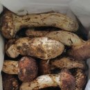 송이농산