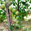 형식농장 이미지