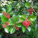 푸른나무 이미지