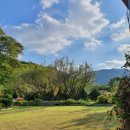 노루목향기 이미지