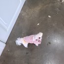 멍그니엘 애견호텔 수원점 이미지