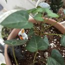 고수탕수 이미지