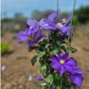 수채화별당 이미지