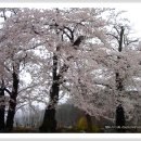 벗꽃이 아름다운 현성초등학교 이미지