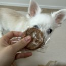 복실강아지 | 강아지수제간식 복실방앗간 강아지보양식 캥거루고기화식