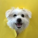 빌리프독 킨더가든 이미지