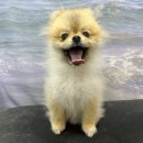 븜프그루밍 이미지