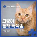 원격대학형태 | 고양이 눈에 반점이 커져요 - 안구 흑색종 [24시지구촌동물메디컬센터] 구로구안과동물병원