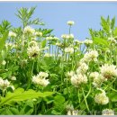 네잎클로버 이미지