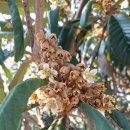 비파나무 Loquat 이미지