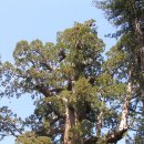 세계에서 가장 큰 나무 자이언트 세콰이어 이미지