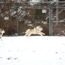제이 애견 호텔 이미지
