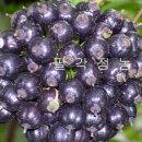 만성농장 이미지