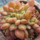 환타지아 이미지