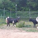 고성토종흑염소 이미지