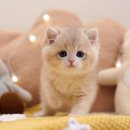 강남고양이분양 호야캣 이미지