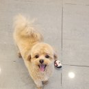 애견미용 이미지