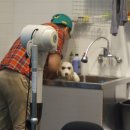 폼나"개" 이미지