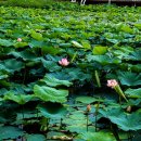 양산호수공원 이미지